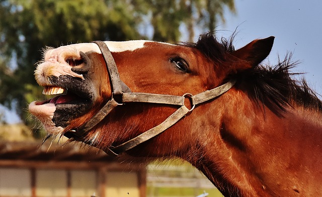 Horse with Mouth wide open